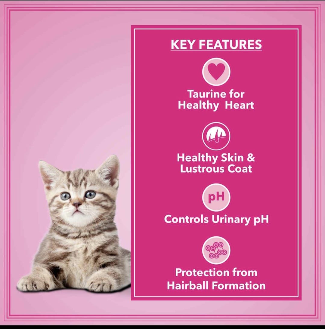 Let's Bite Active Kitten Ocean Fish Cat Dry Food(Buy 1 Get 1 Free)