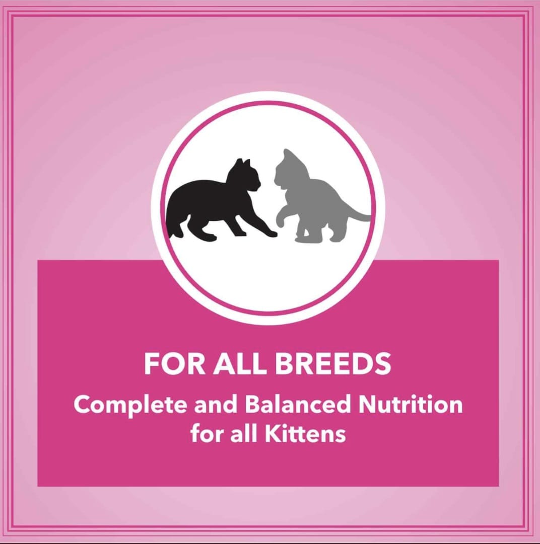 Let's Bite Active Kitten Ocean Fish Cat Dry Food(Buy 1 Get 1 Free)