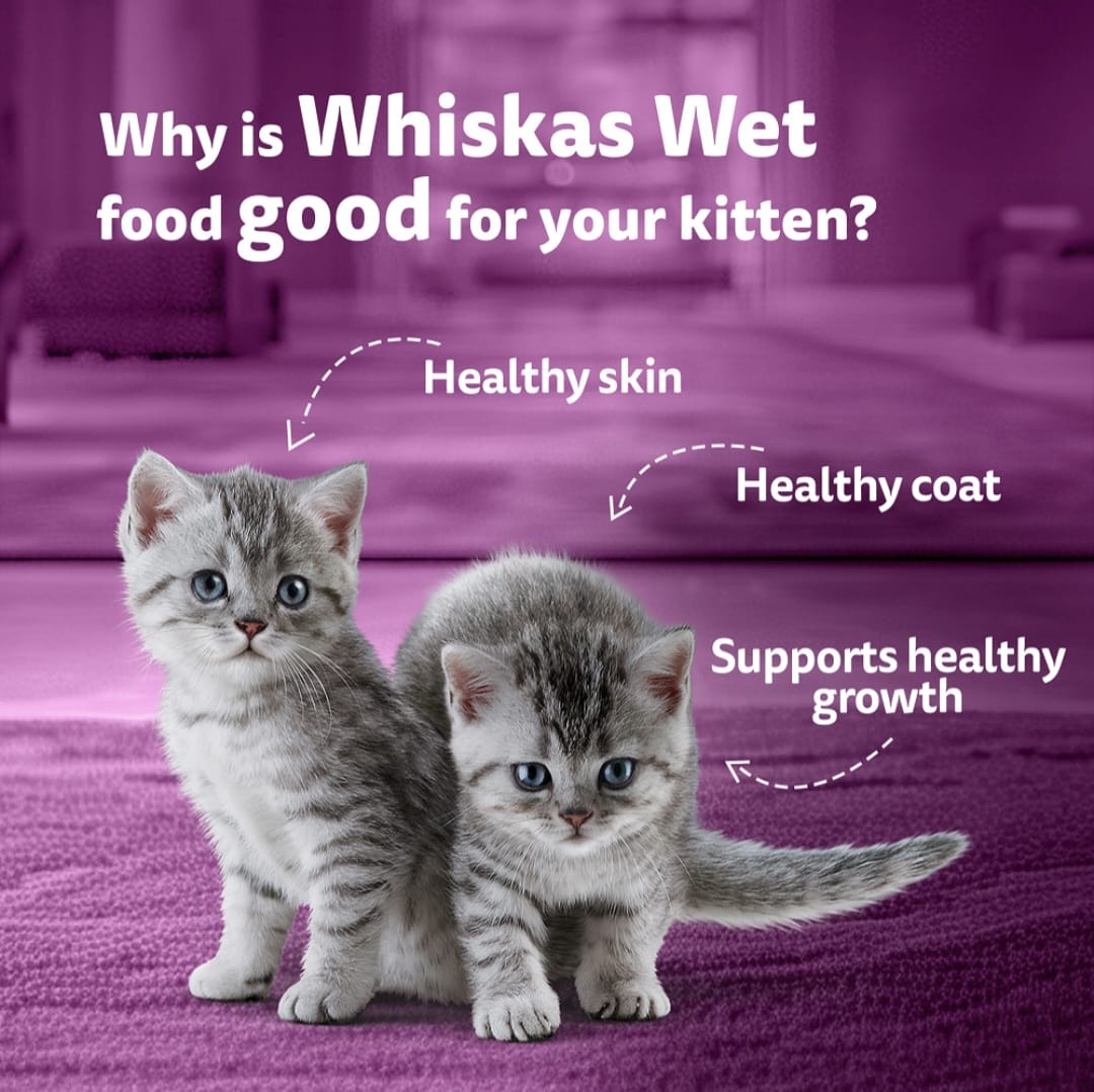 Whiskas Tuna in Jelly for Junior Cat (2-12Months)