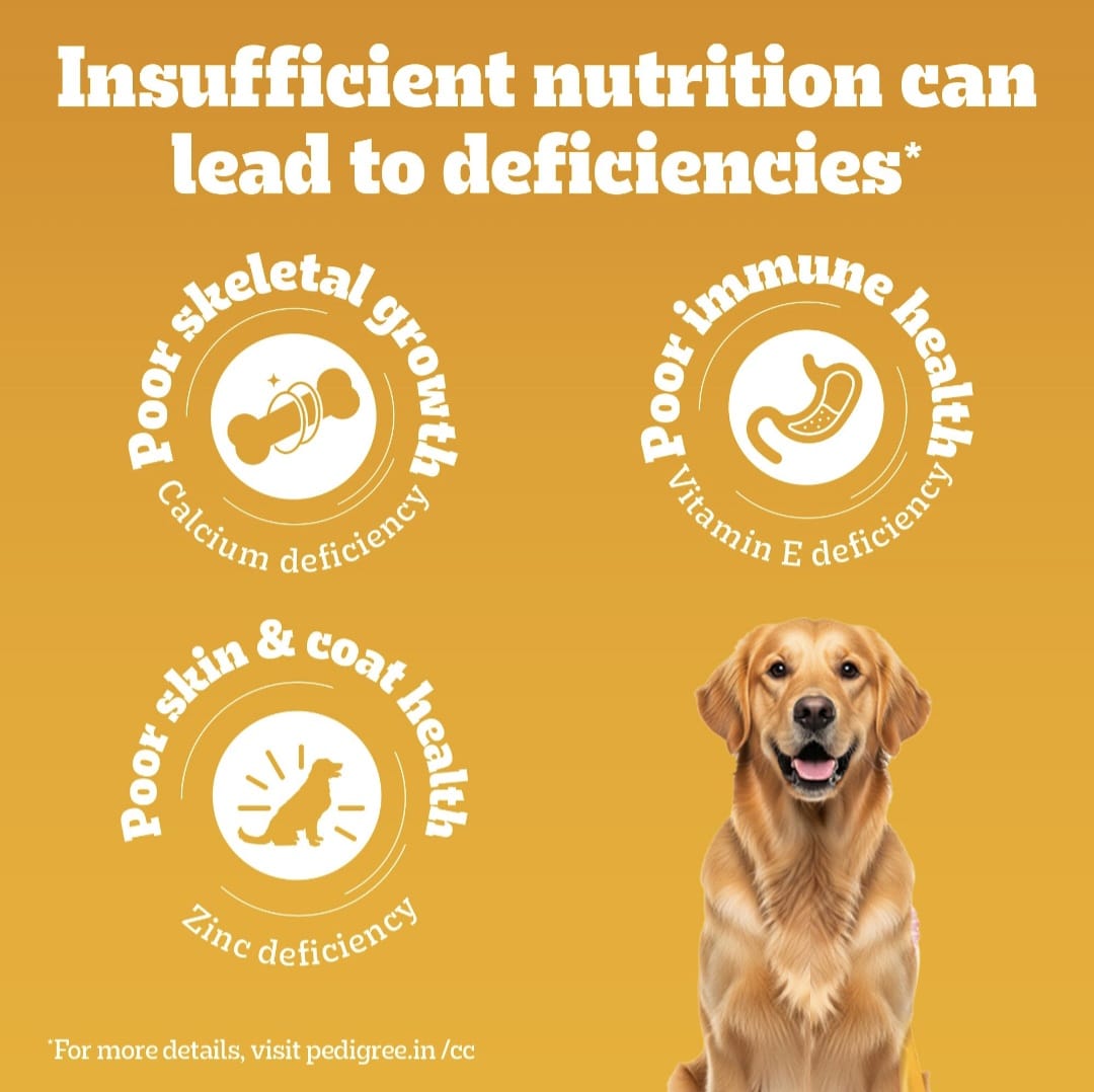 Pedigree Meat & Rice Adult Dog Dry Food