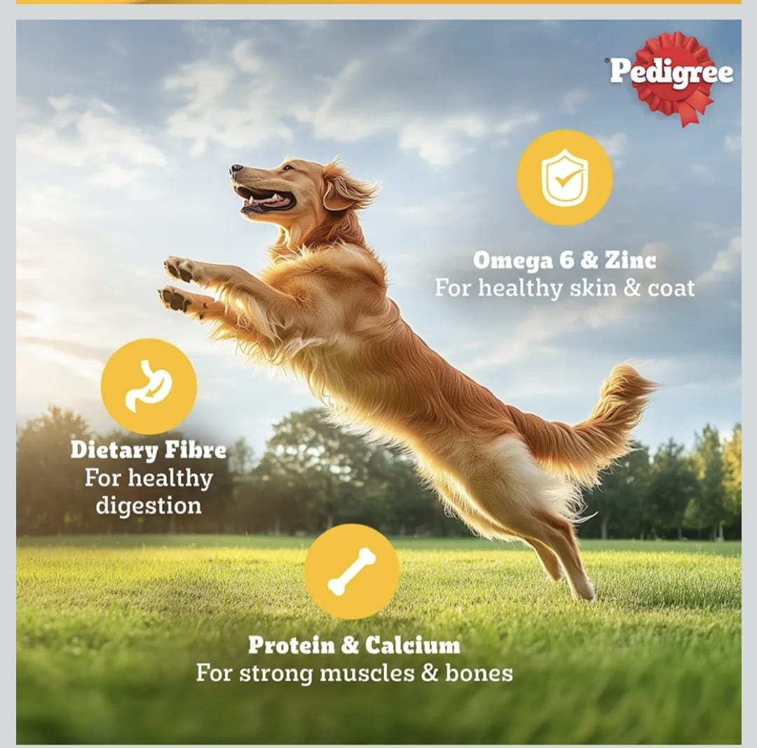 Pedigree Chicken & Liver Chunks in Gravy Wet Food for Adult Dogs