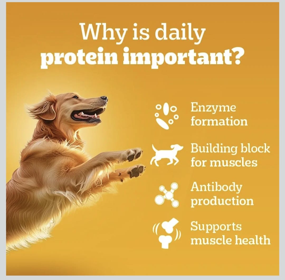 Pedigree Chicken & Liver Chunks in Gravy Wet Food for Adult Dogs