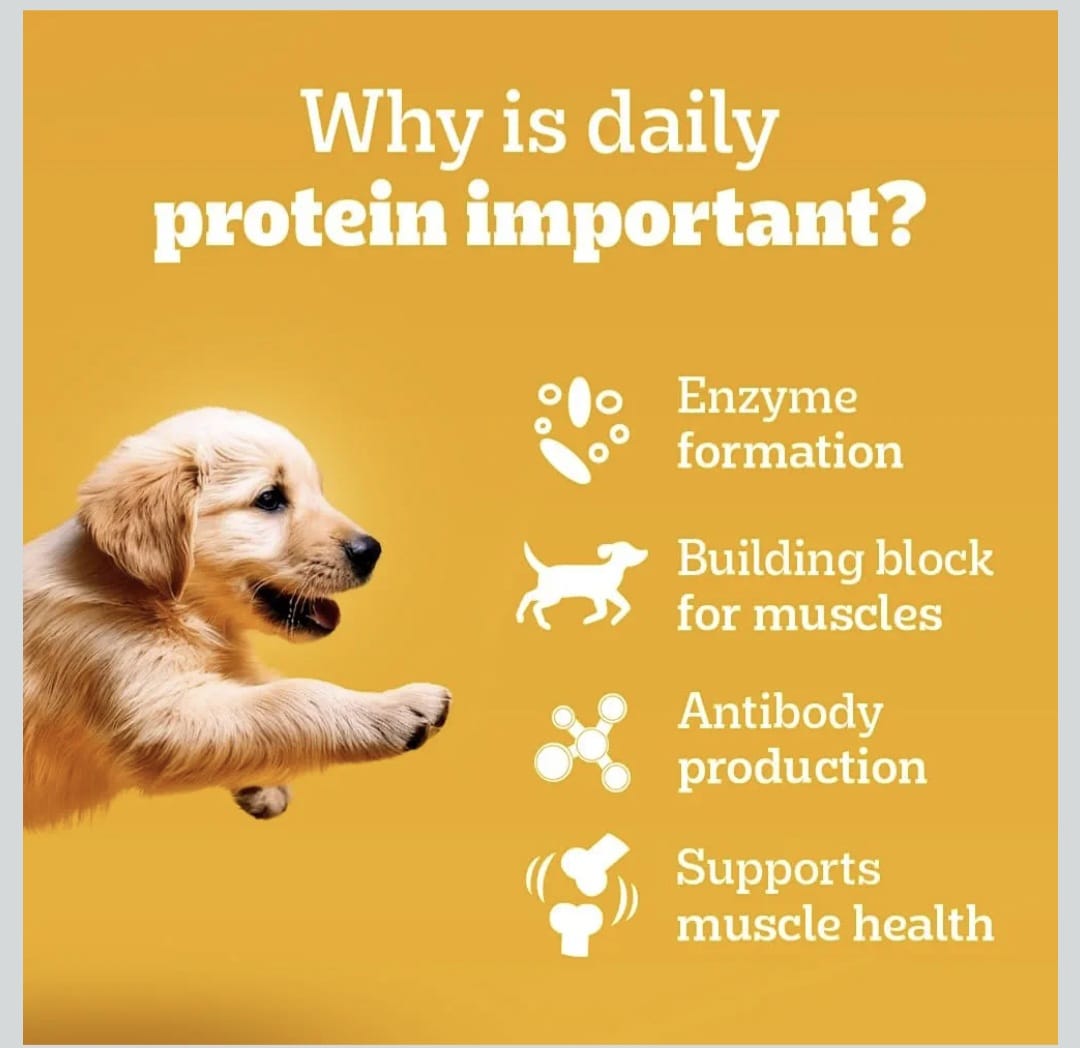 Pedigree Chicken & Liver Chunks in Gravy Wet Food for Puppy Dogs