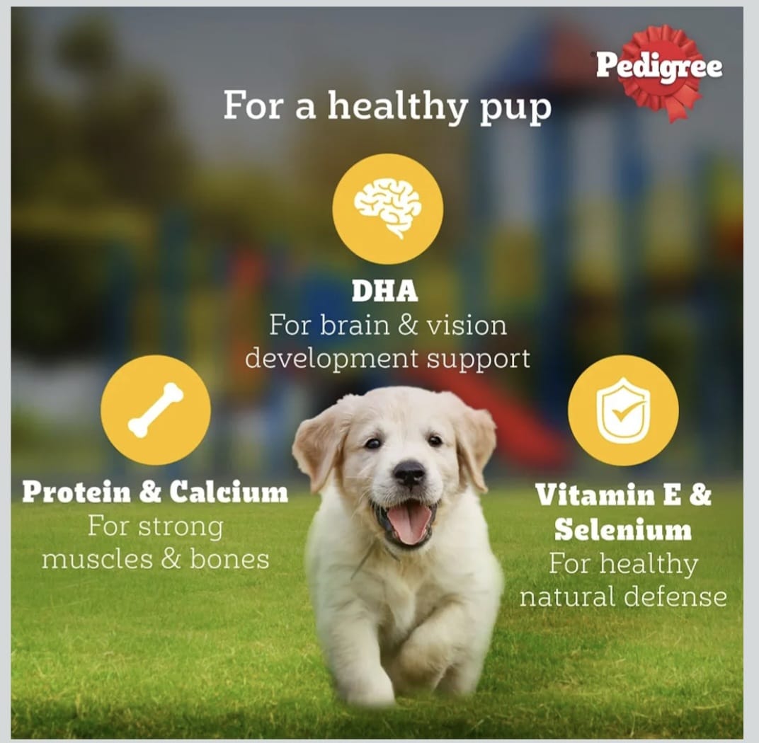 Pedigree Chicken & Liver Chunks in Gravy Wet Food for Puppy Dogs