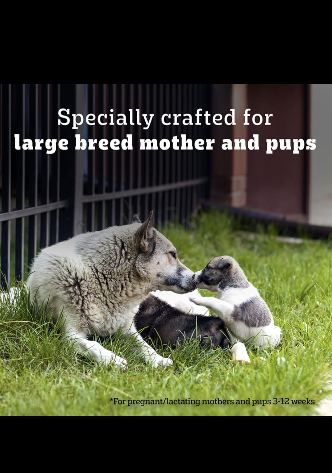 Pedigree Pro Mother & Pup Starter Large Breed Dog Dry Food