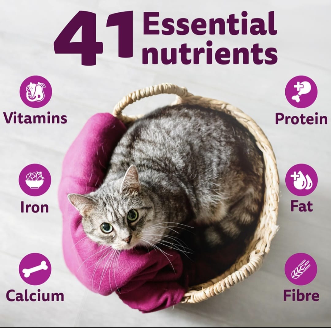 Whiskas Mackerel Flavour Kitten Dry Food