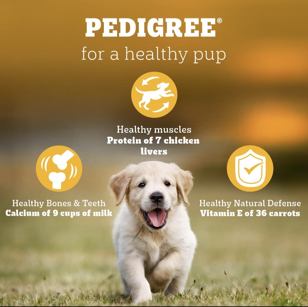 Pedigree Chicken and Milk Puppy Dog Dry Food